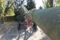 Kerbebaum Aufstellung 2011